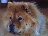 Chava, Lora and Slava's first Chow Chow.